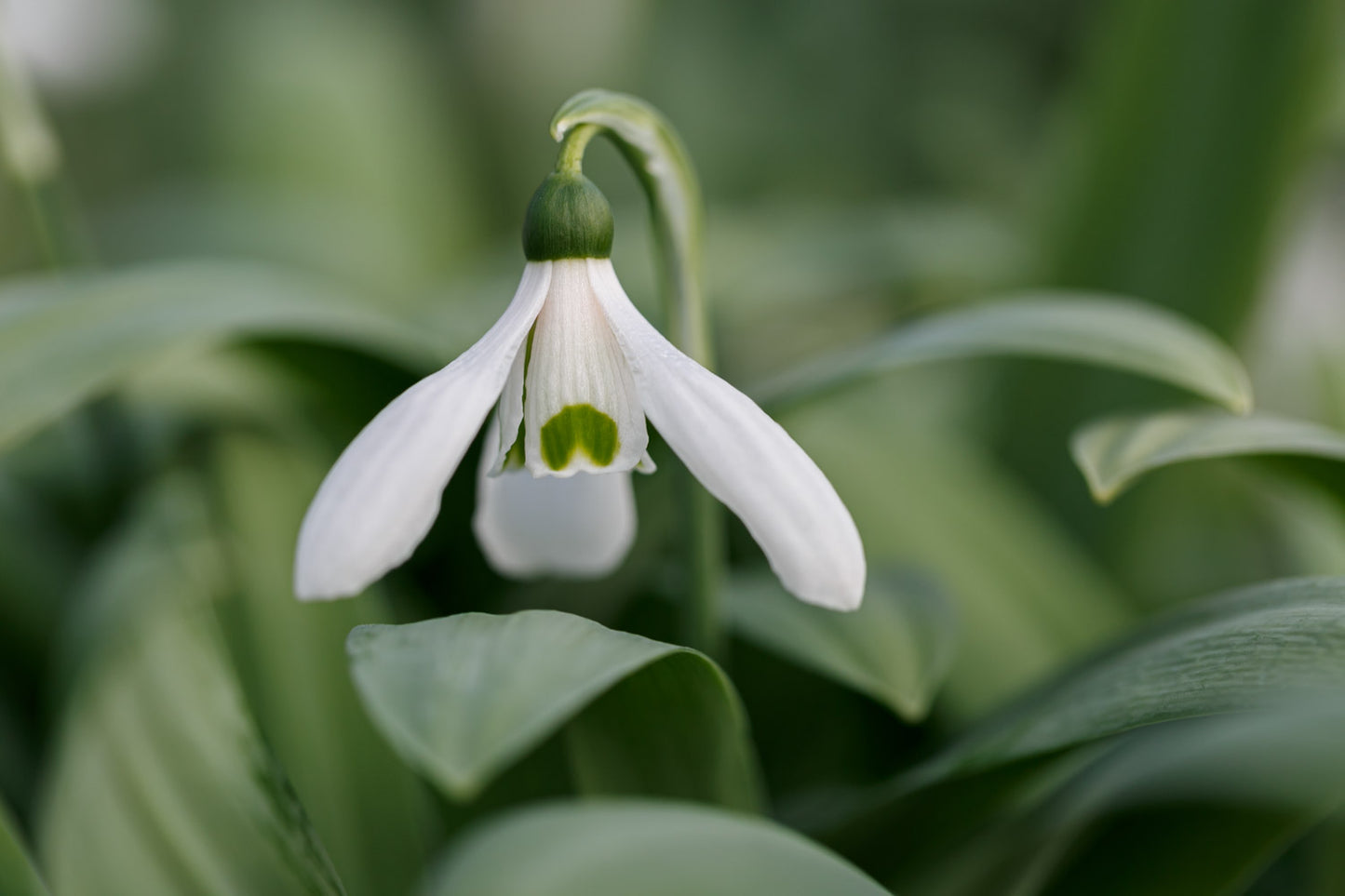 Galanthus 'Warwickshire Gemini'