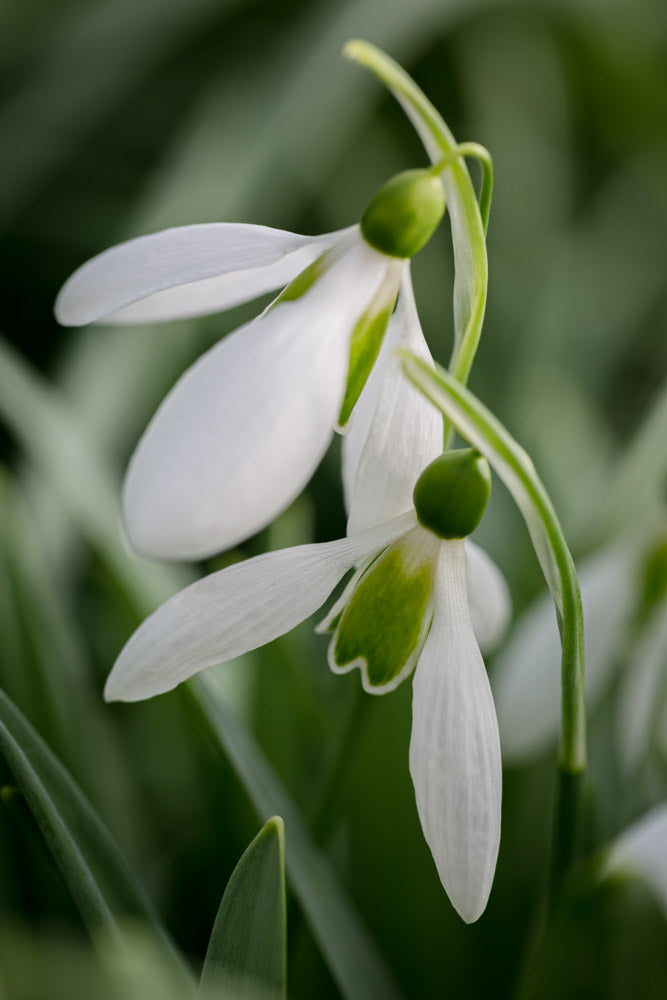 Galanthus 'Washfield Colesbourne'