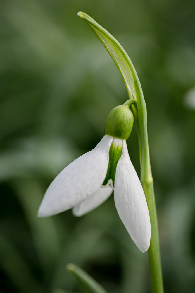Galanthus 'The Whopper'