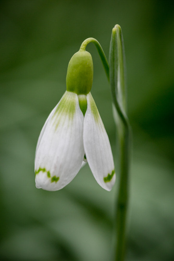 Galanthus 'Wol Staines'