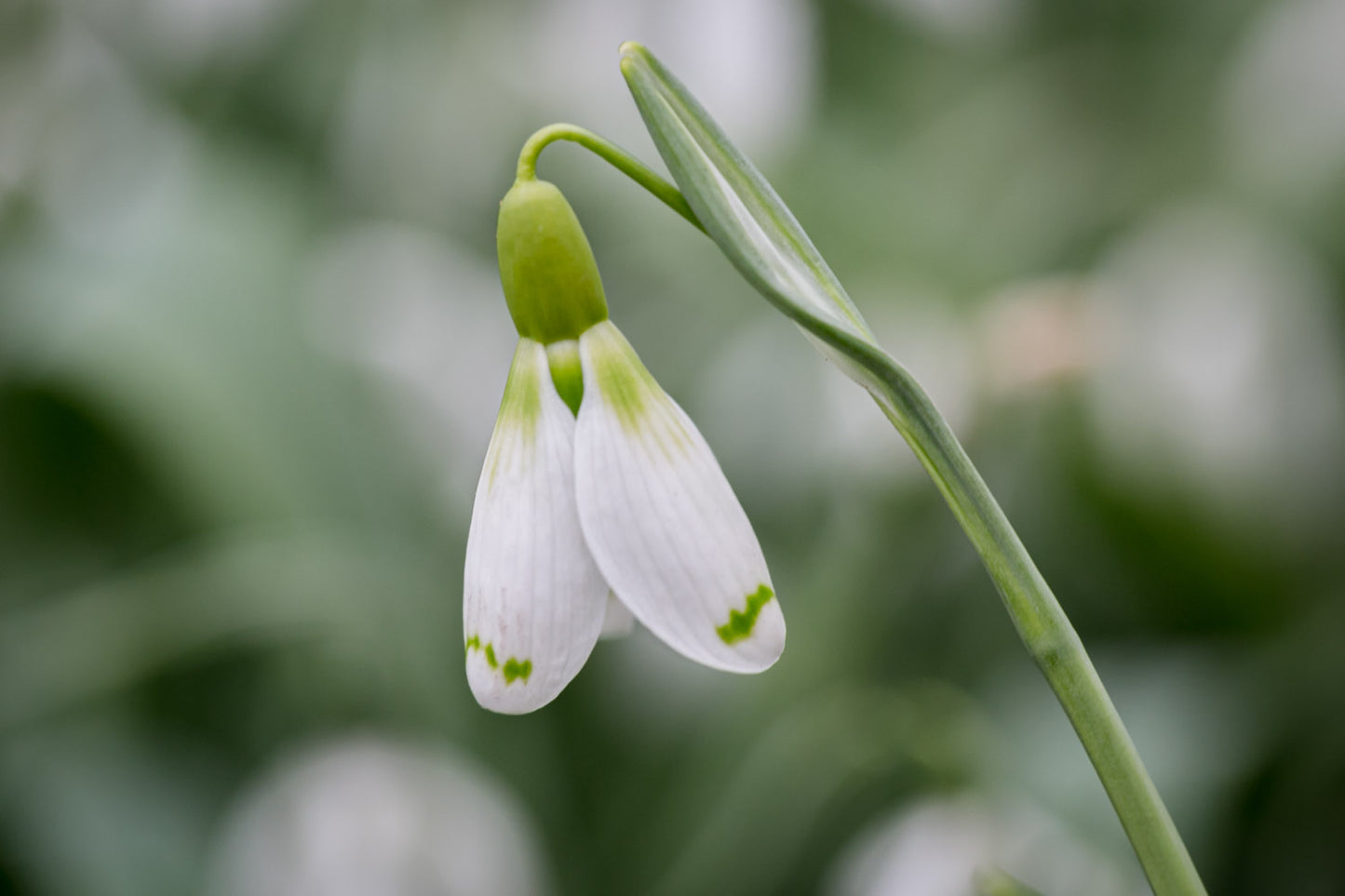 Galanthus 'Wol Staines'