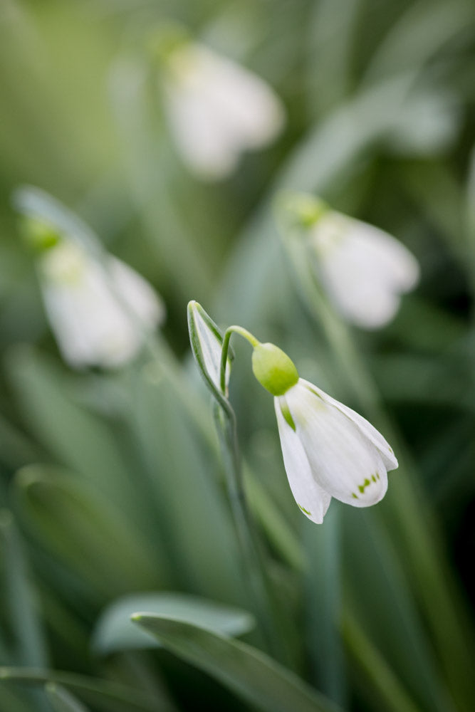 Galanthus 'Wol Staines'