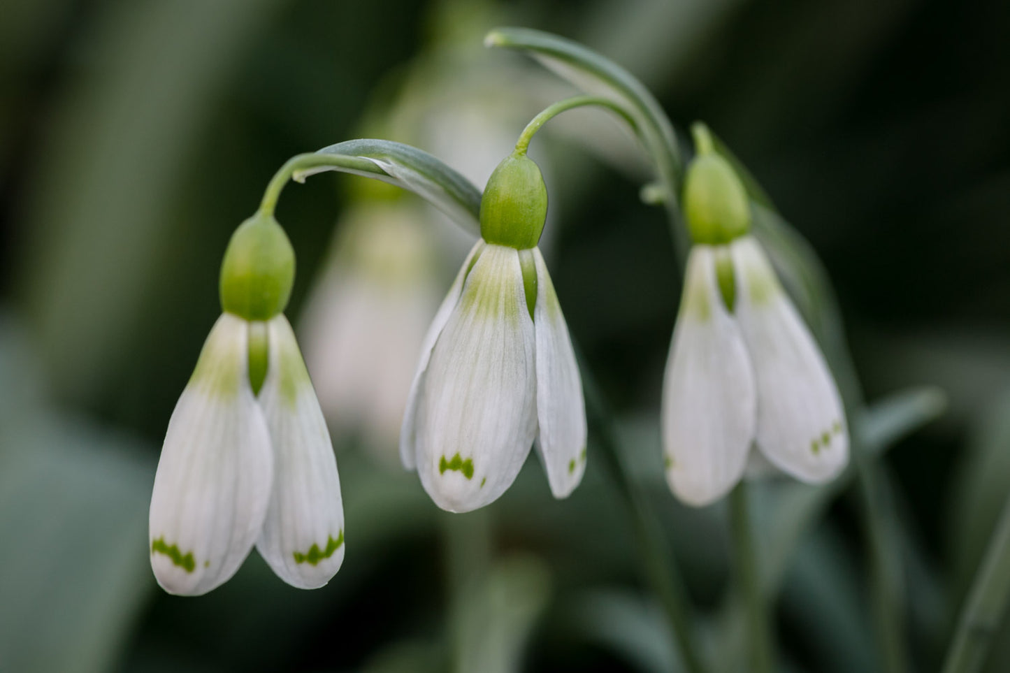 Galanthus 'Wol Staines'