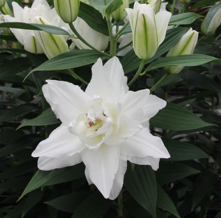 Lily 'Chardonnay' - Pollen-Free