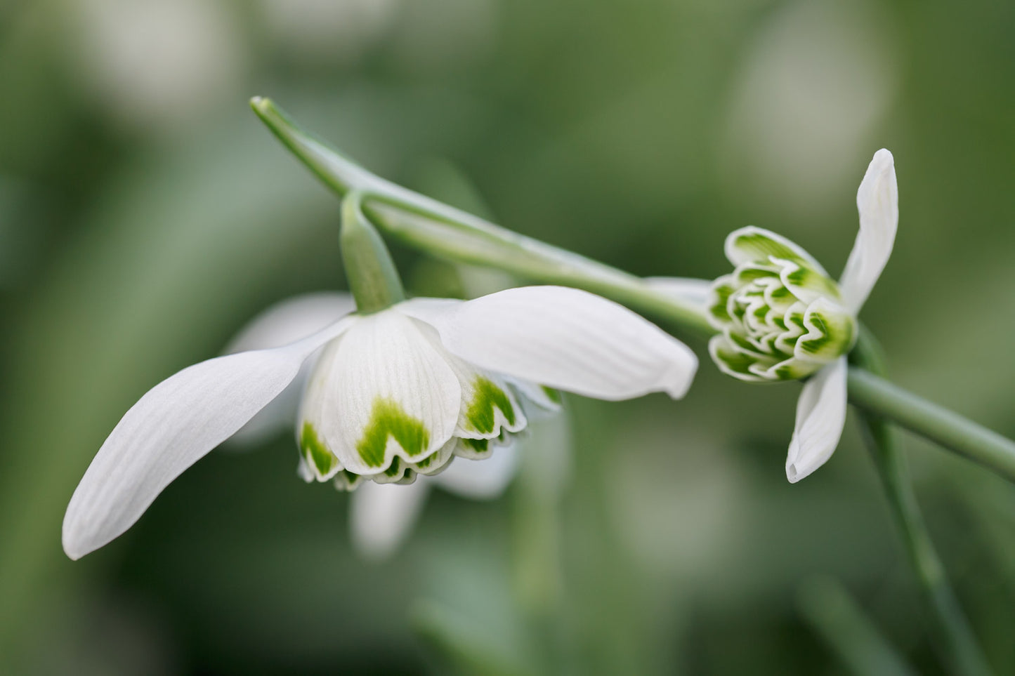 Galanthus 'Ailwyn'