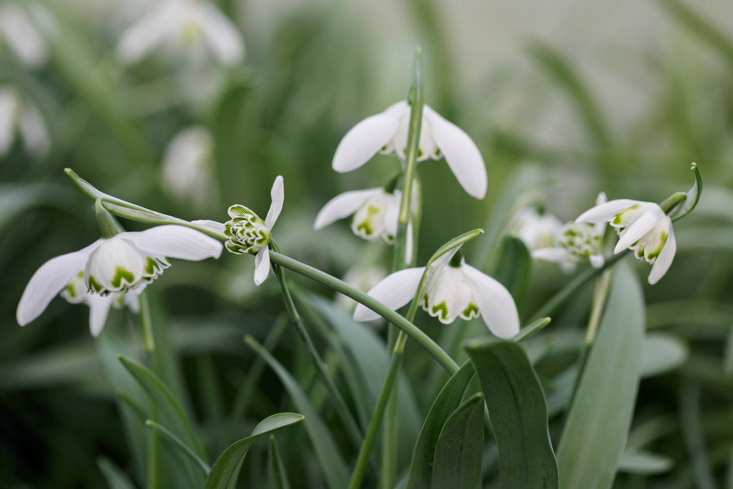 Galanthus 'Ailwyn'