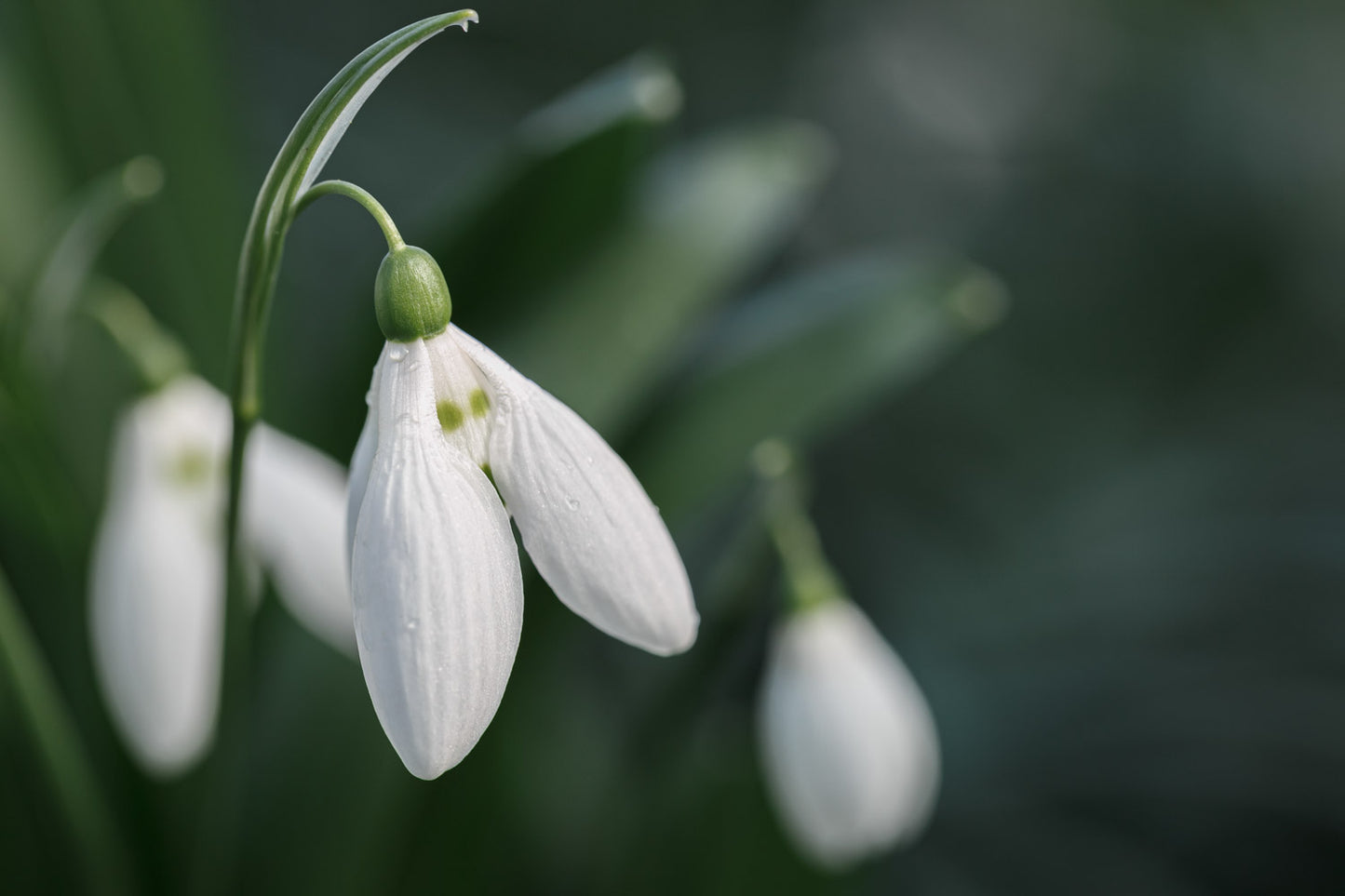 Galanthus 'Anglesey Green Eyes'