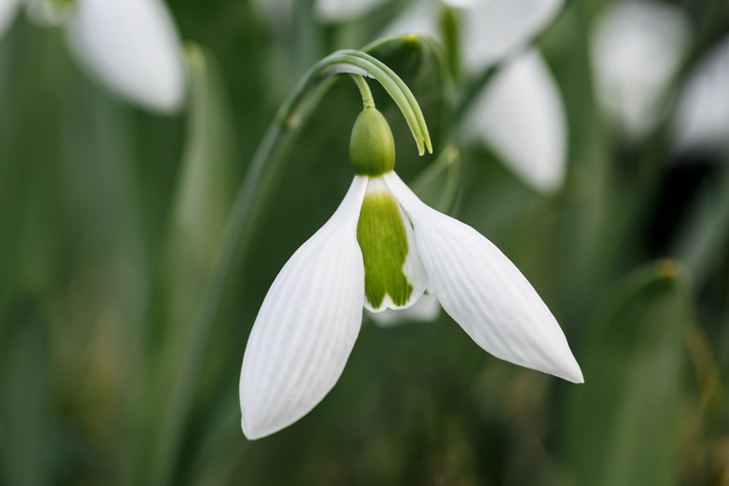 Galanthus 'Big Boy'