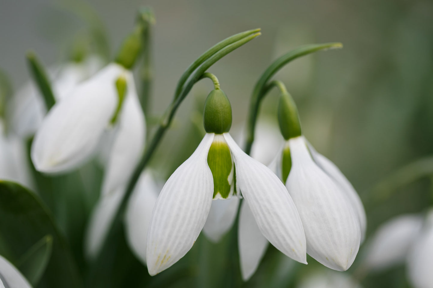 Galanthus 'Big Boy'