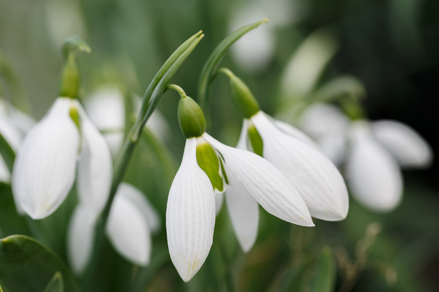 Galanthus 'Big Boy'