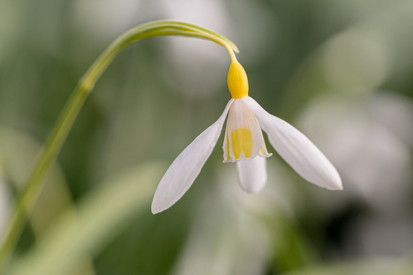 Galanthus 'Bill Clark'
