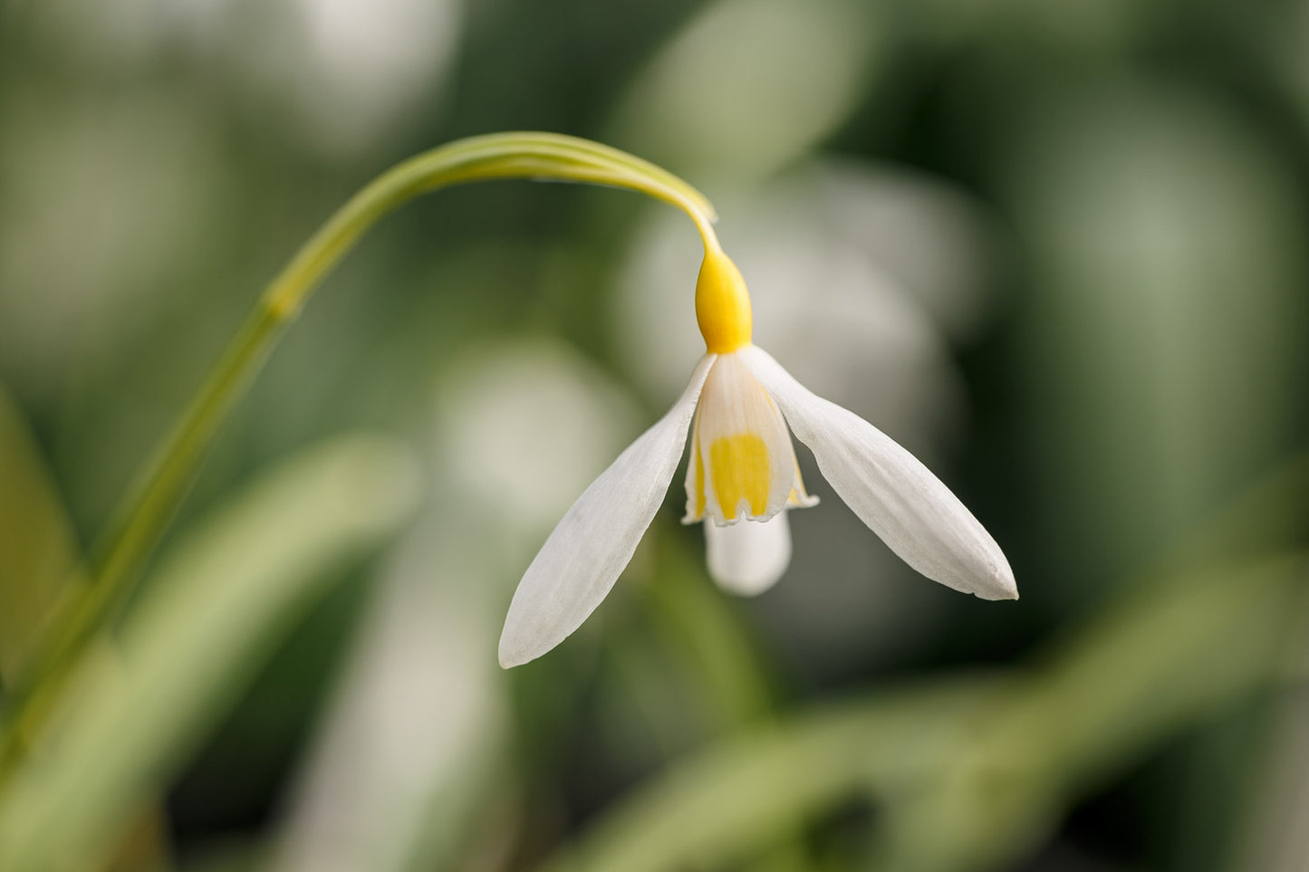 Galanthus 'Bill Clark'