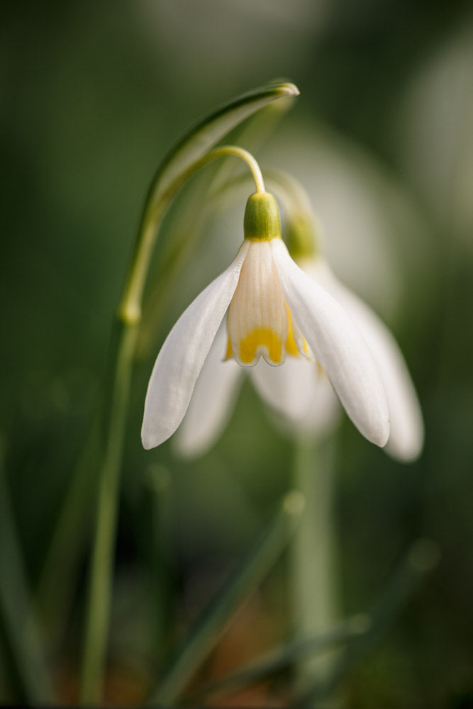 Galanthus 'Blonde Inge'