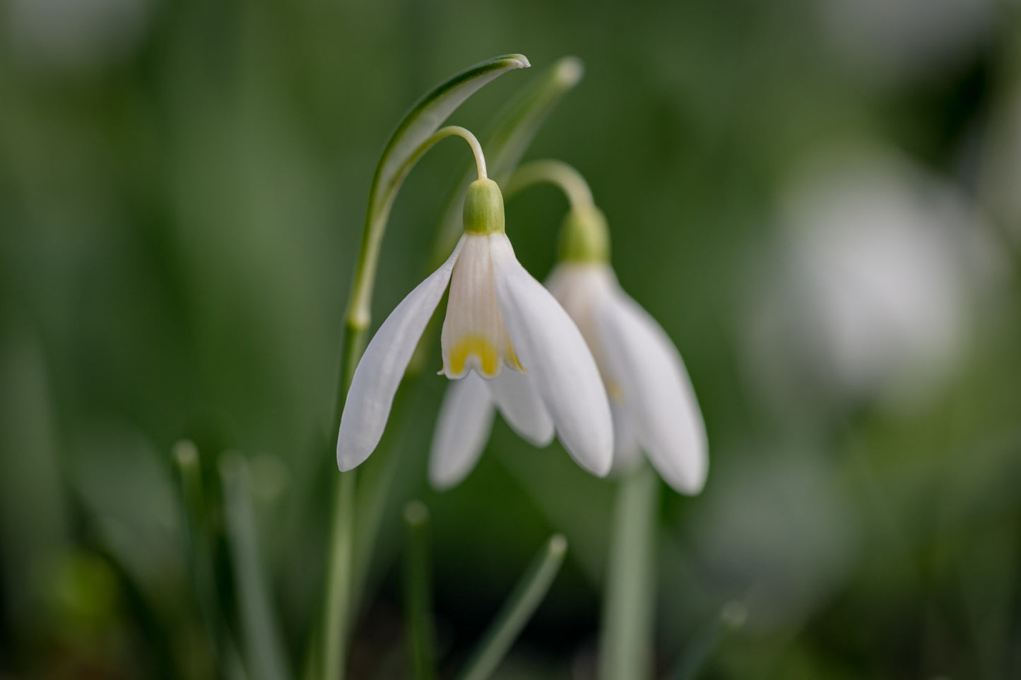 Galanthus 'Blonde Inge'