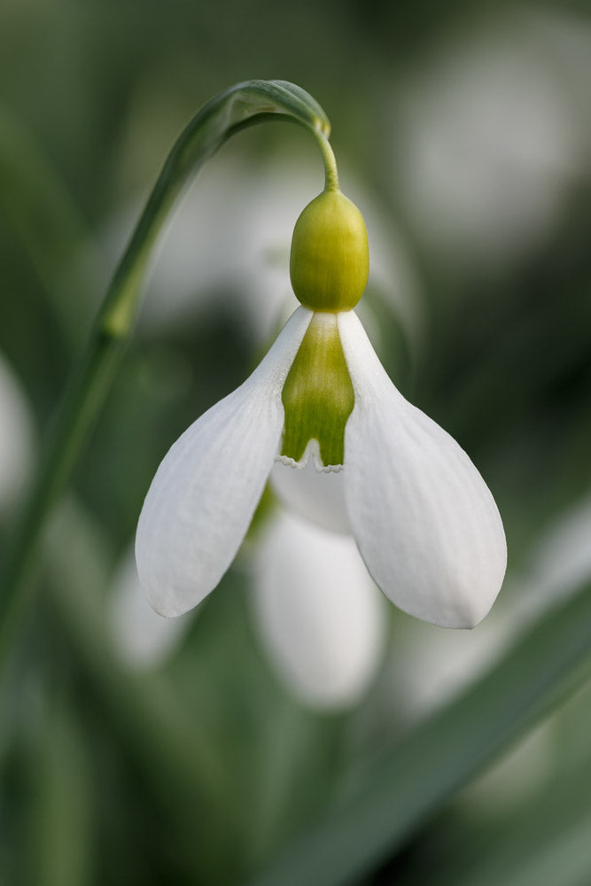 Galanthus 'Bloomer'