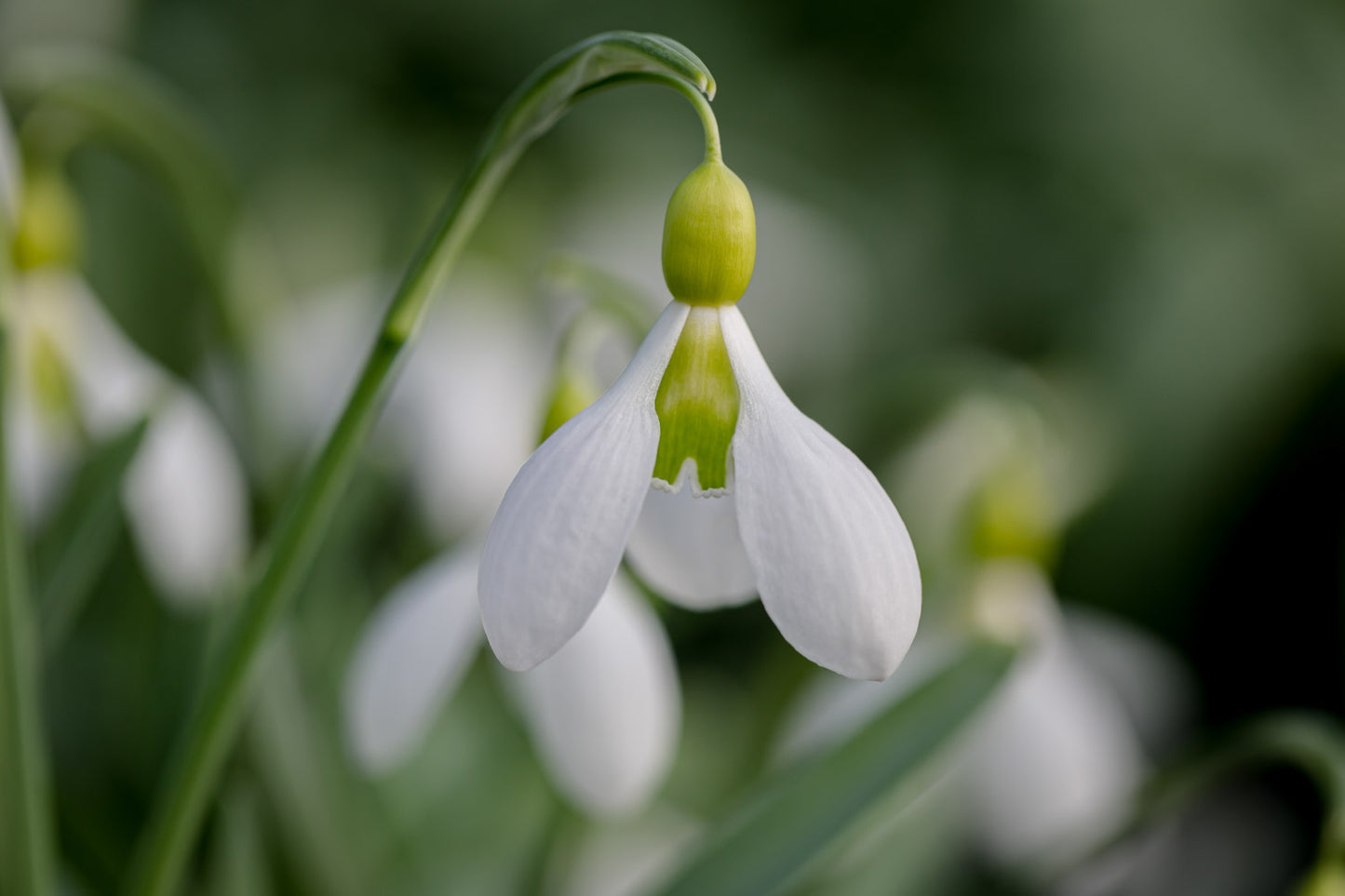 Galanthus 'Bloomer'