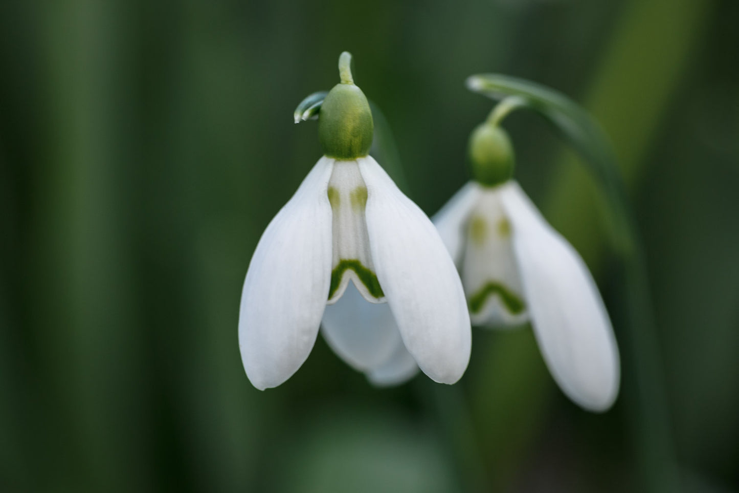 Galanthus 'Button'