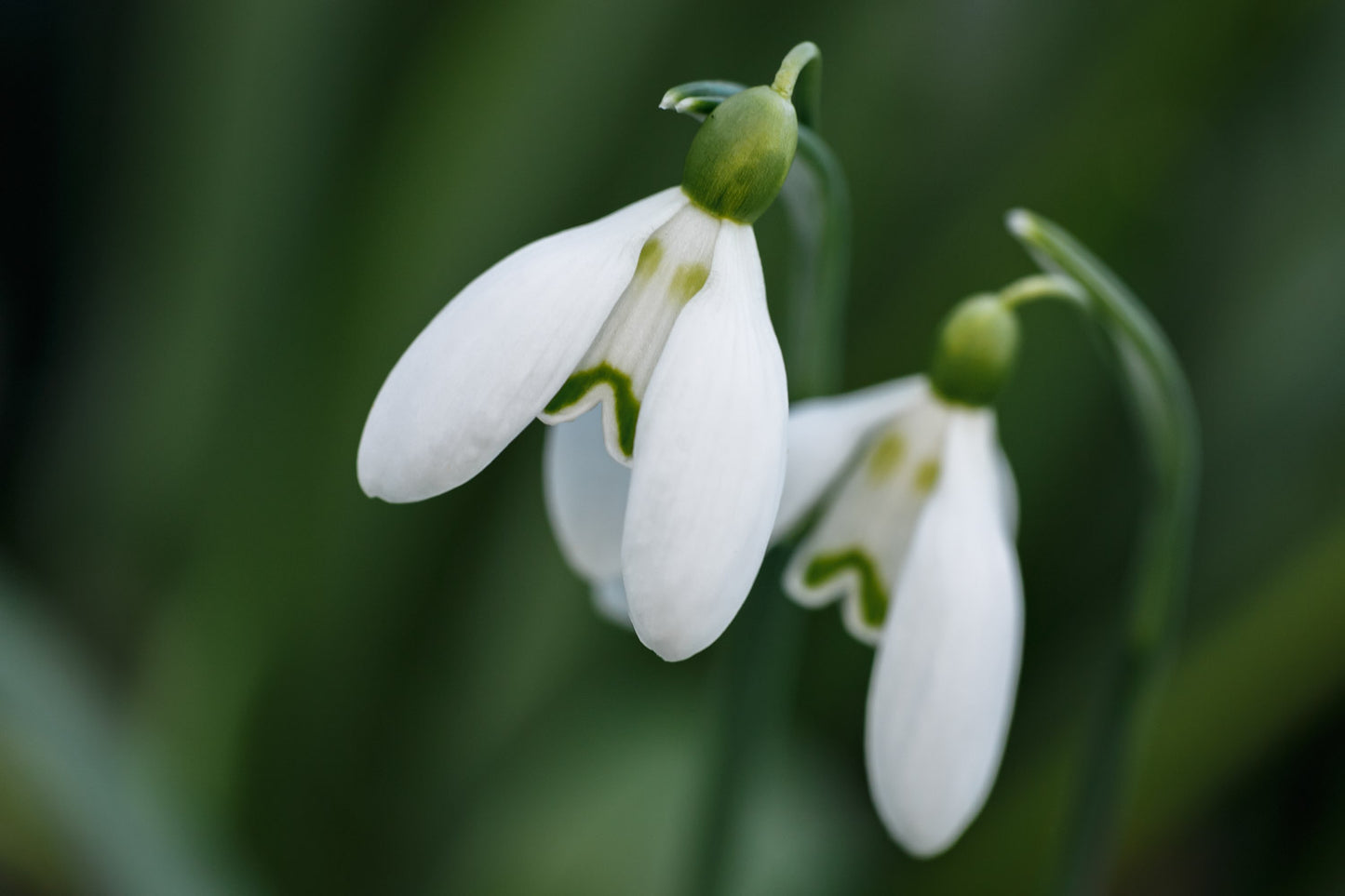 Galanthus 'Button'
