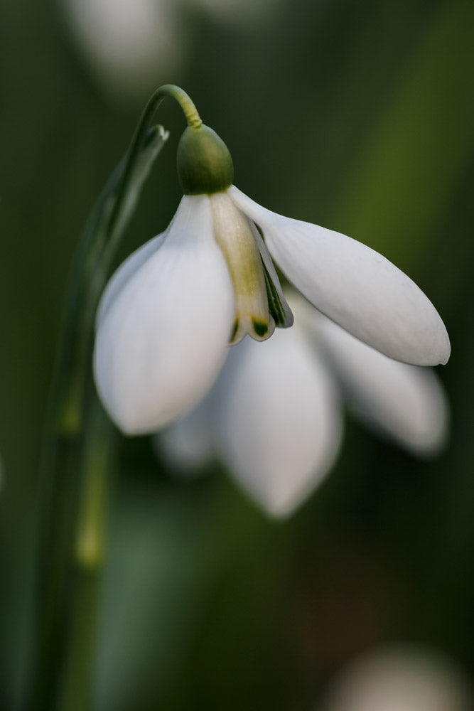 Galanthus 'Castlegar'