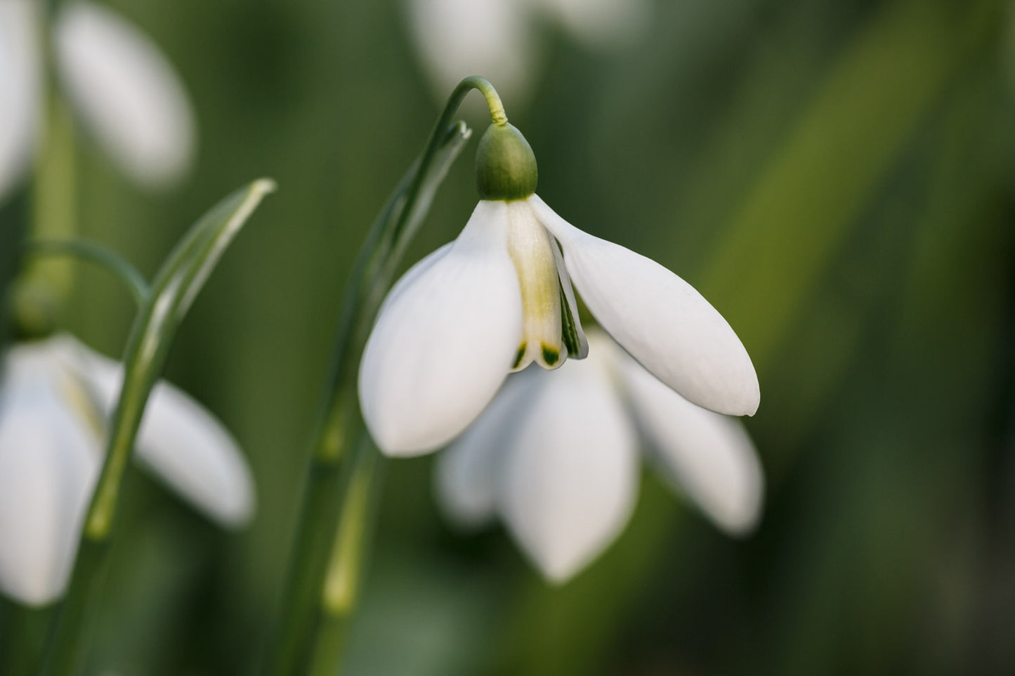 Galanthus 'Castlegar'