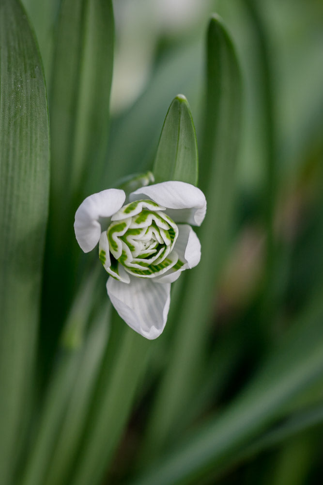 Galanthus 'Celia's Double'
