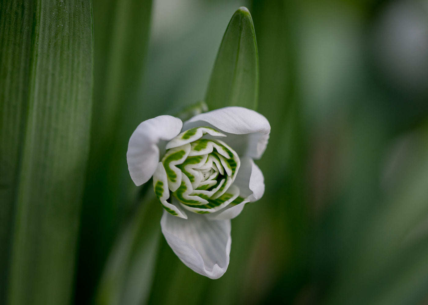Galanthus 'Celia's Double'