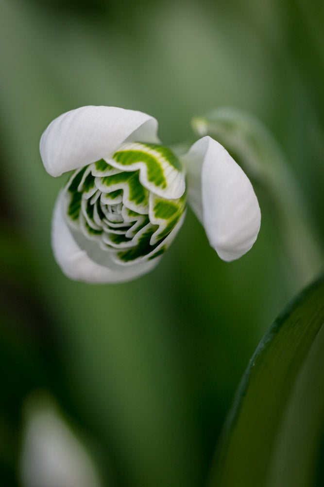 Galanthus 'Celia's Double'