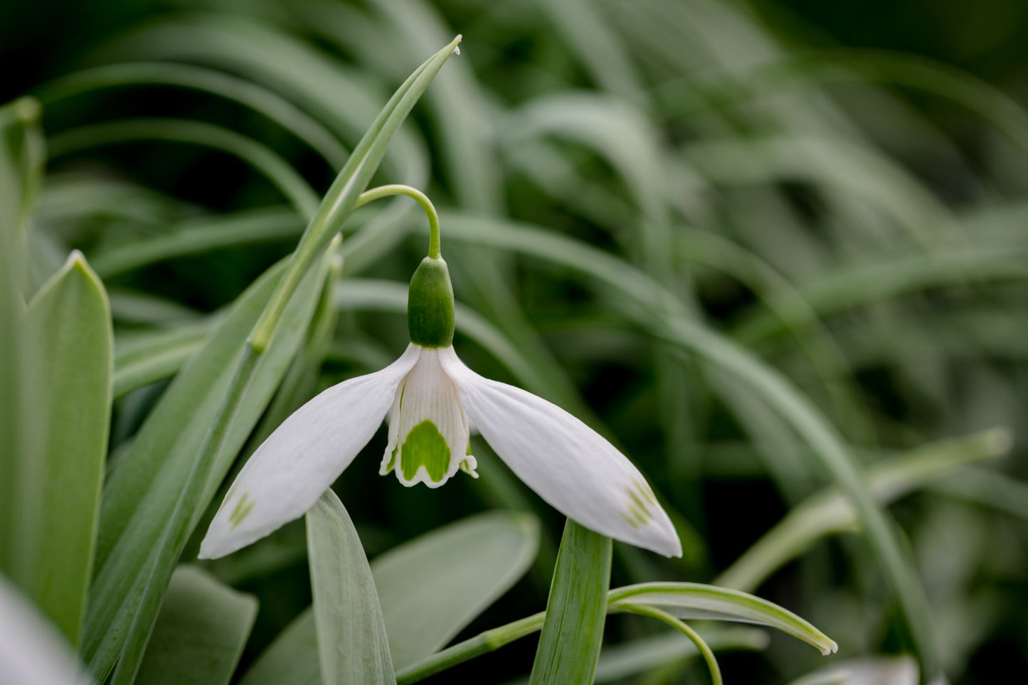 Galanthus 'Chantry Green Twins'