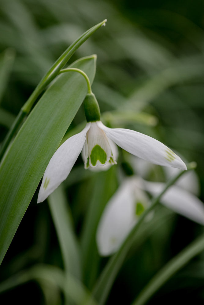 Galanthus 'Chantry Green Twins'