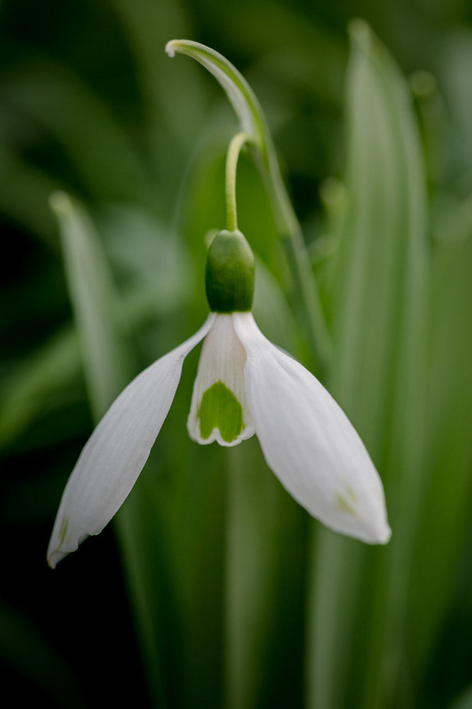 Galanthus 'Chantry Green Twins'