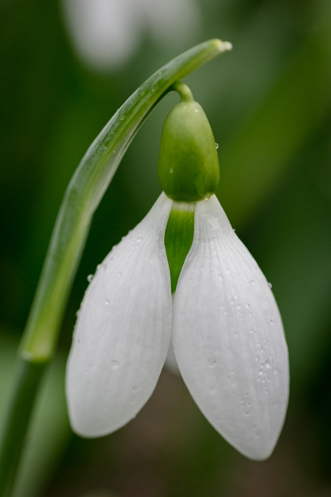 Galanthus 'Cicely Hall'