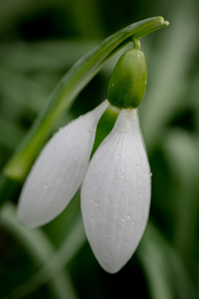 Galanthus 'Cicely Hall'