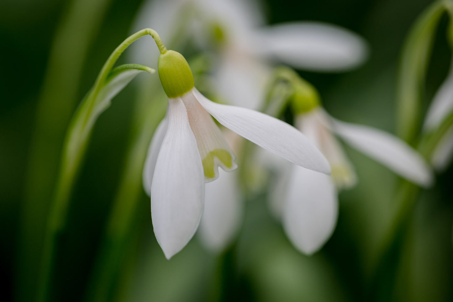 Galanthus 'Cider with Rosie'