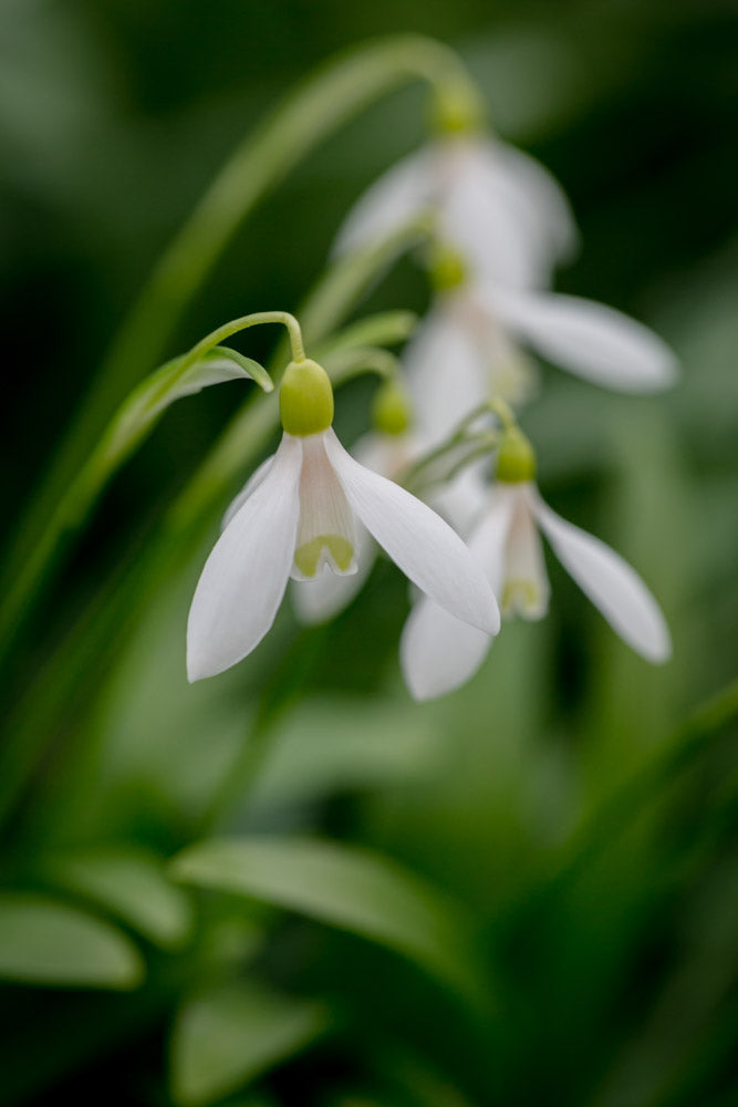 Galanthus 'Cider with Rosie'