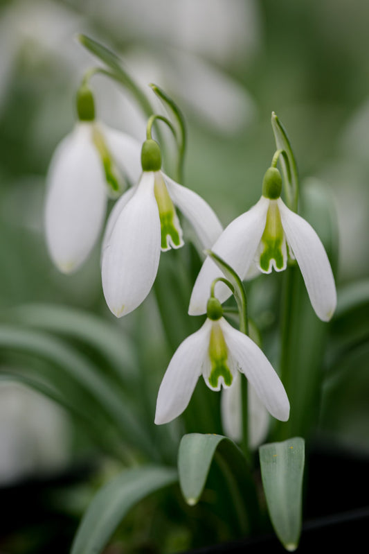 Galanthus 'Curly'