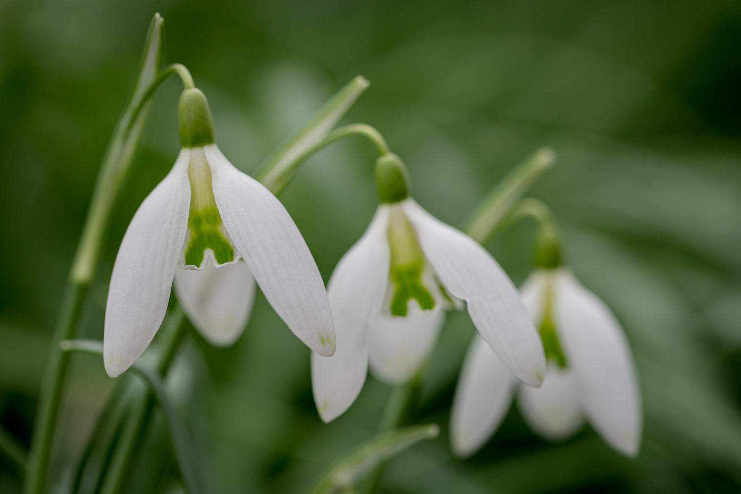 Galanthus 'Curly'
