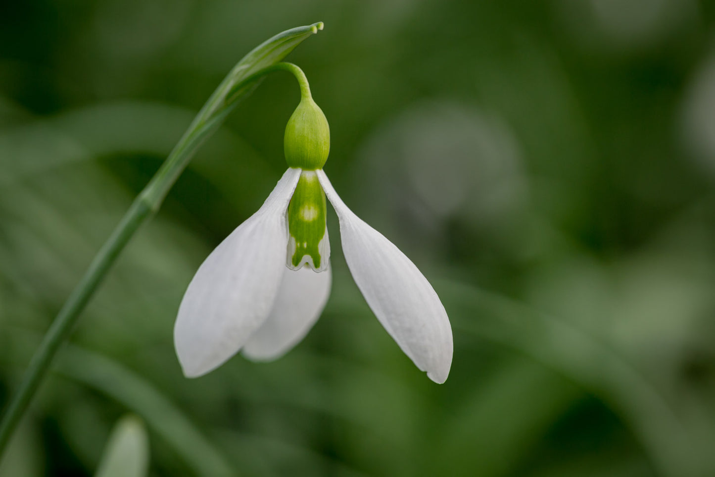 Galanthus 'Cyclops'