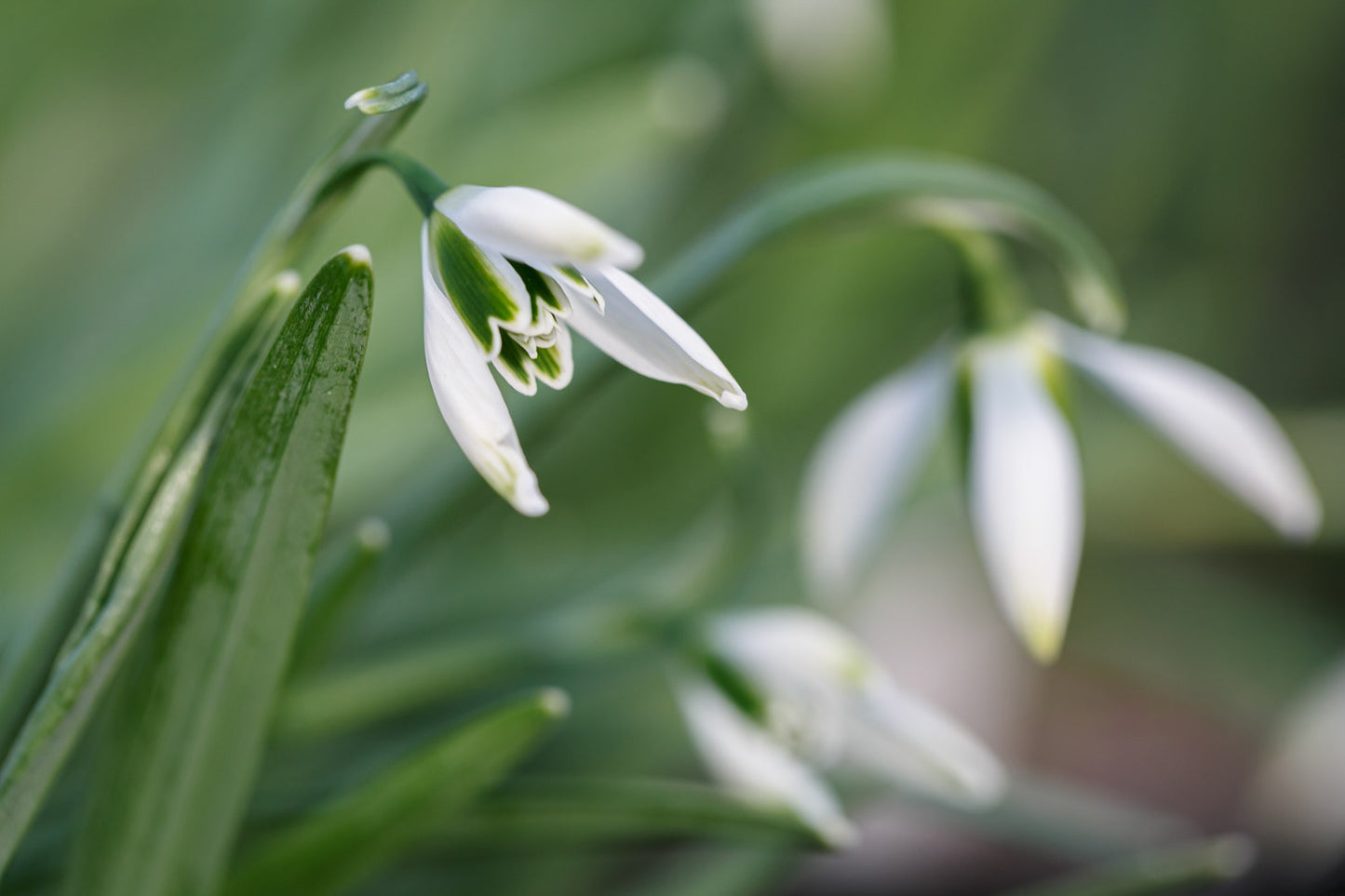 Galanthus 'Ermine Farm'