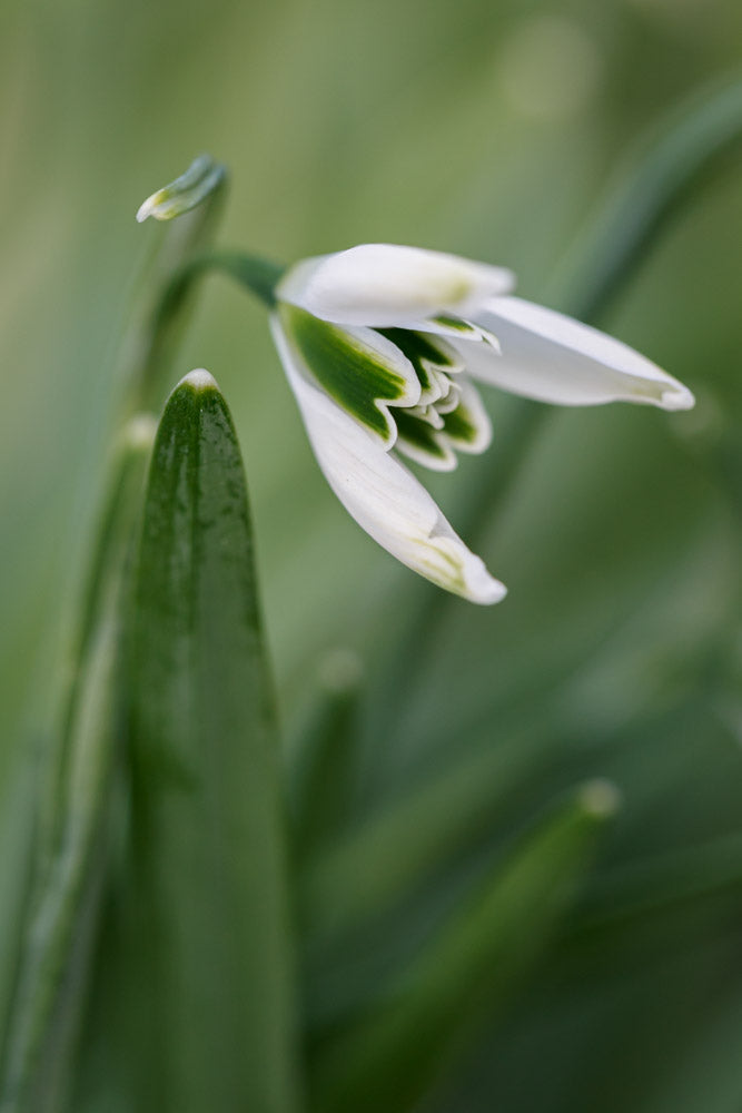 Galanthus 'Ermine Farm'
