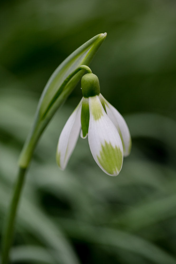 Galanthus 'Fieldgate Forte'