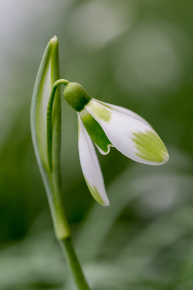 Galanthus 'Fieldgate Forte'