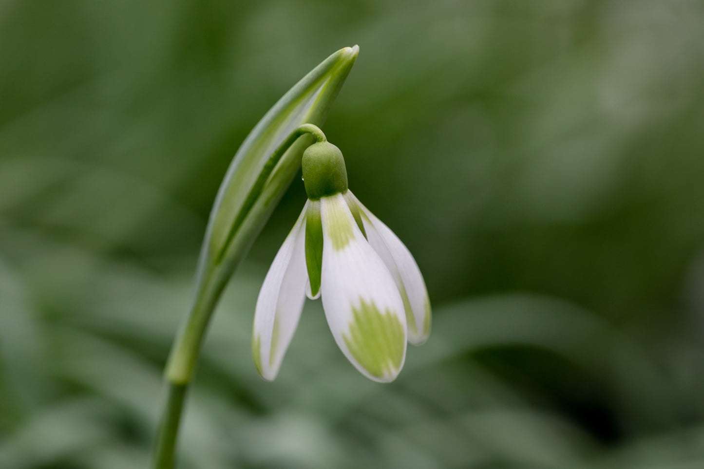 Galanthus 'Fieldgate Forte'
