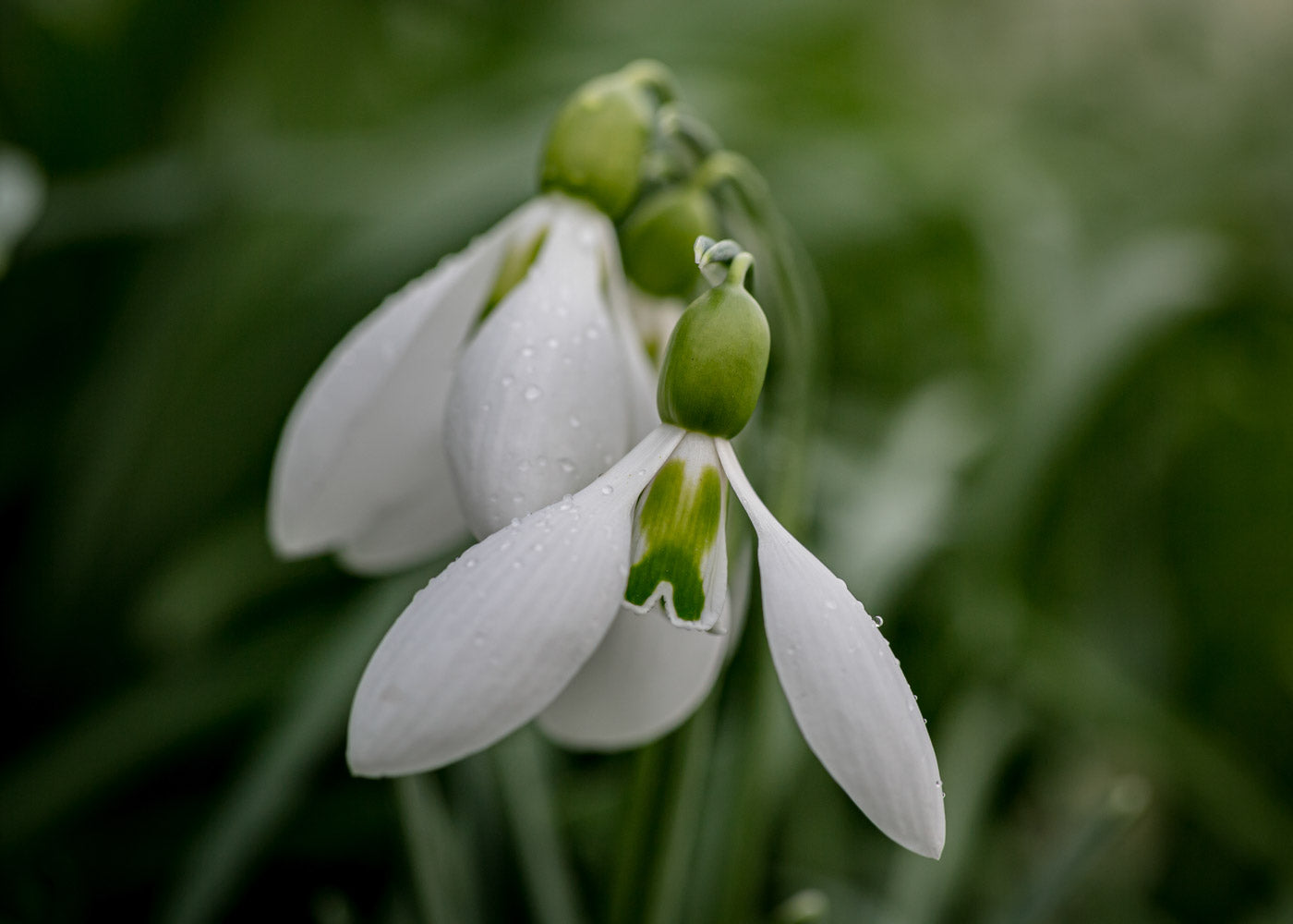 Galanthus 'Fieldgate Superb'