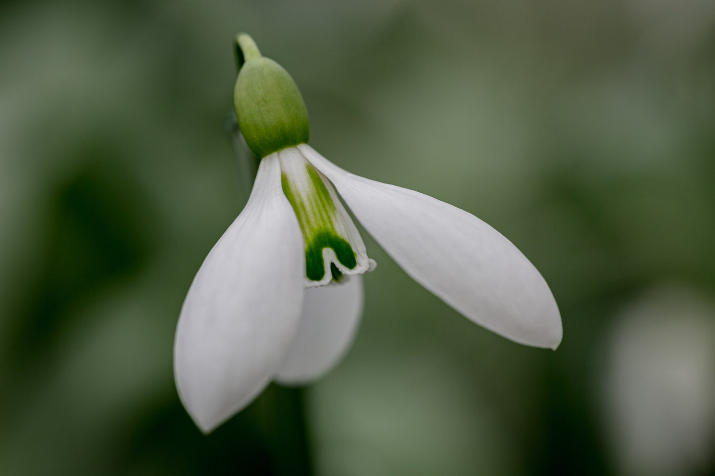 Galanthus 'Fieldgate Superb'