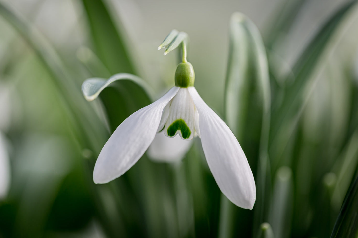 Galanthus 'Friar Tuck'