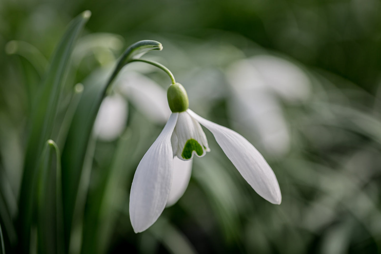 Galanthus 'Friar Tuck'