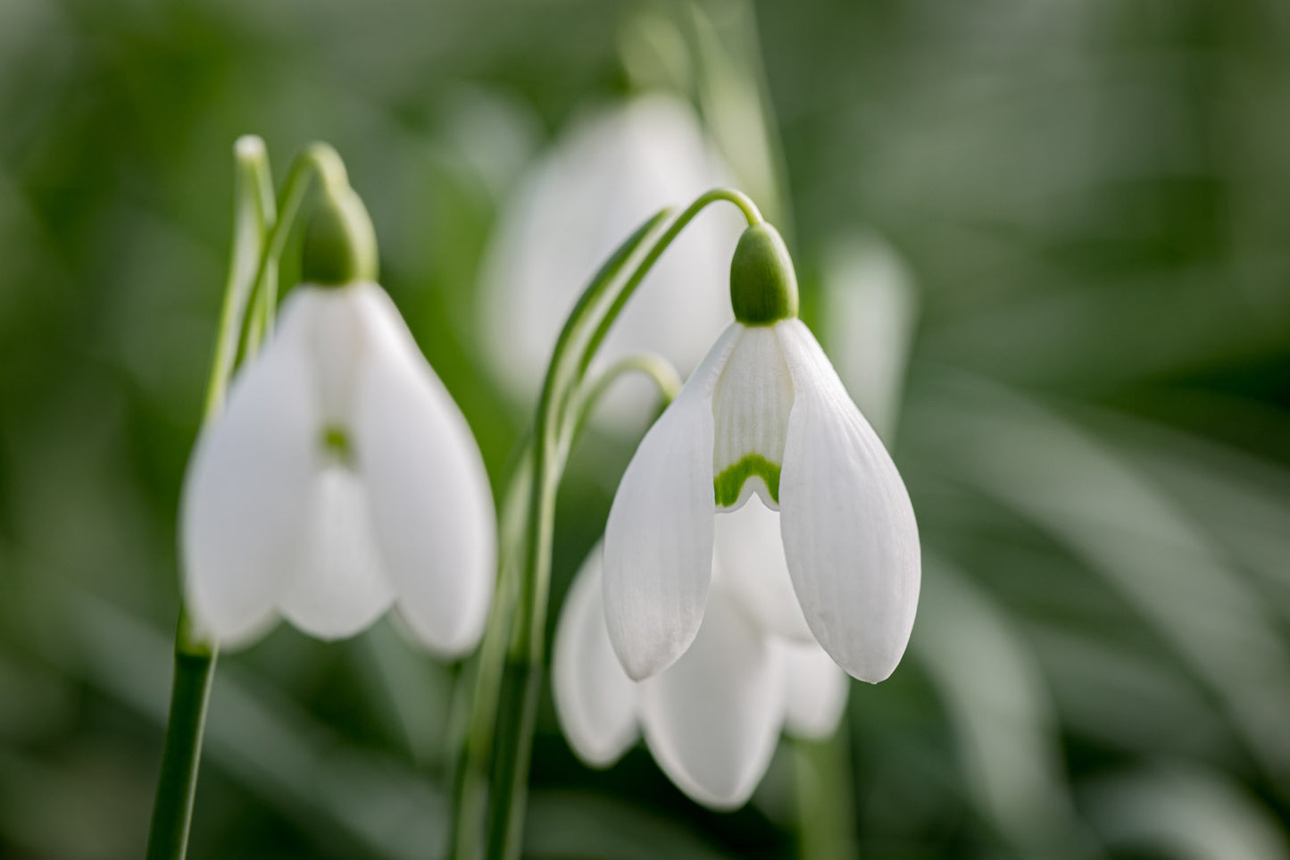 Galanthus 'Ginns' Imperati'