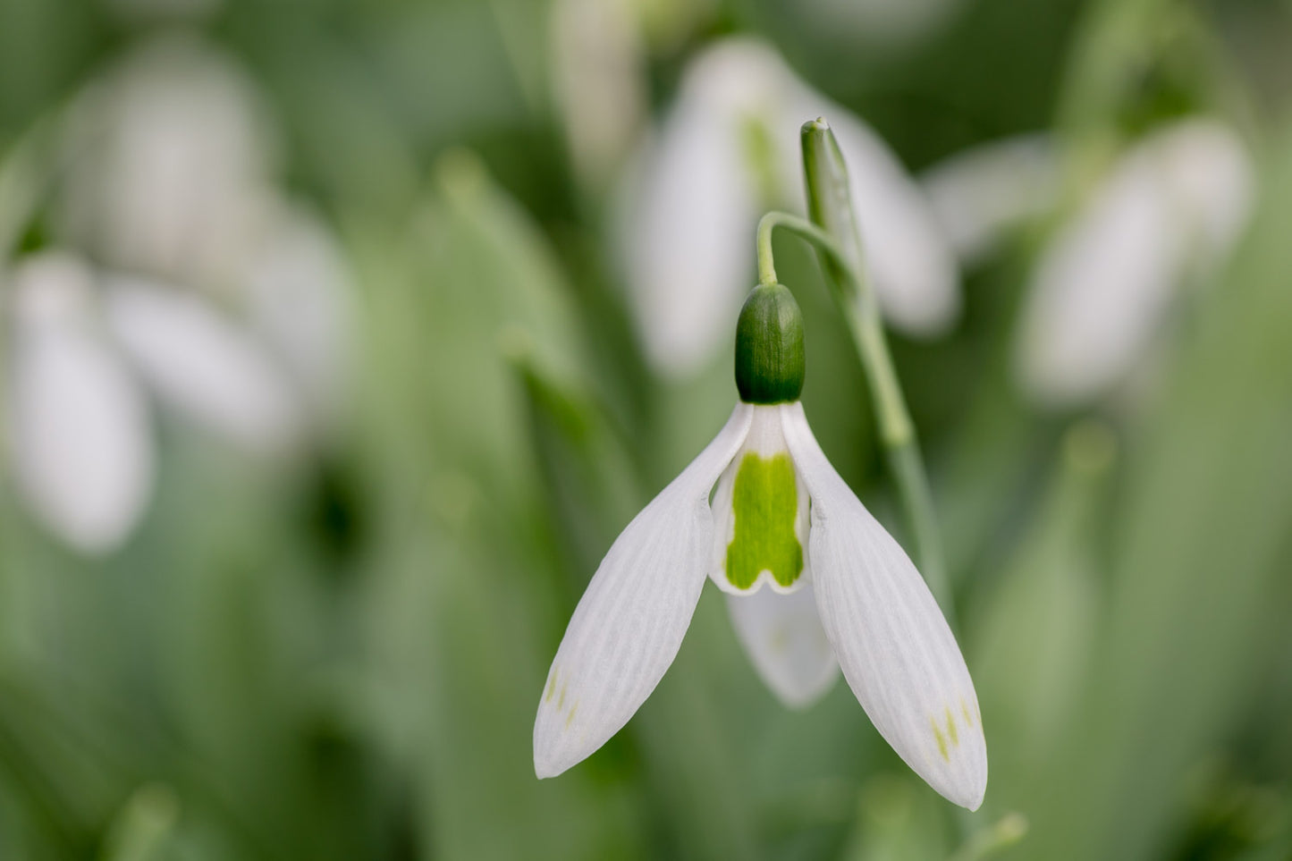 Galanthus 'Glenchantress'