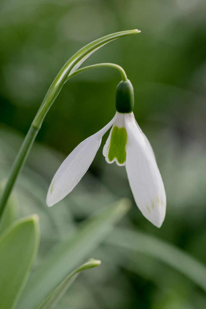 Galanthus 'Glenchantress'