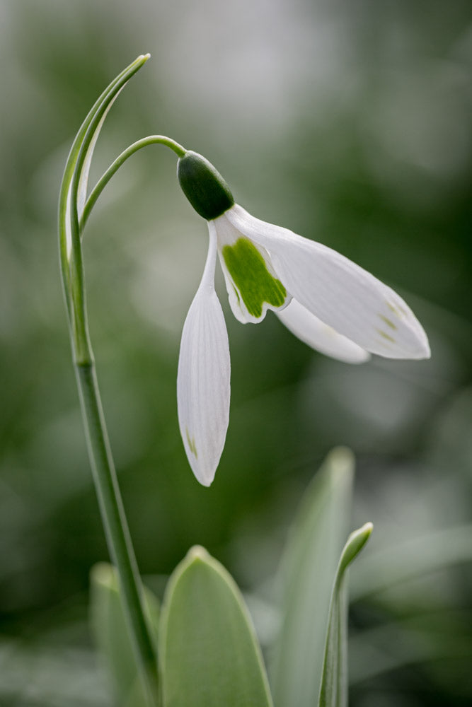 Galanthus 'Glenchantress'